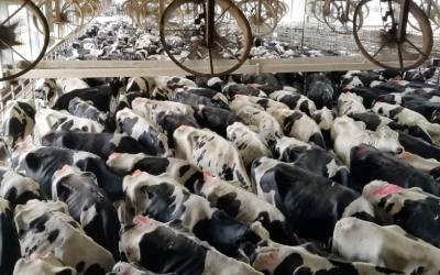 Livestock Marking Paint